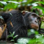 Do I Need to Be Fit for Chimpanzee Tracking in Uganda?