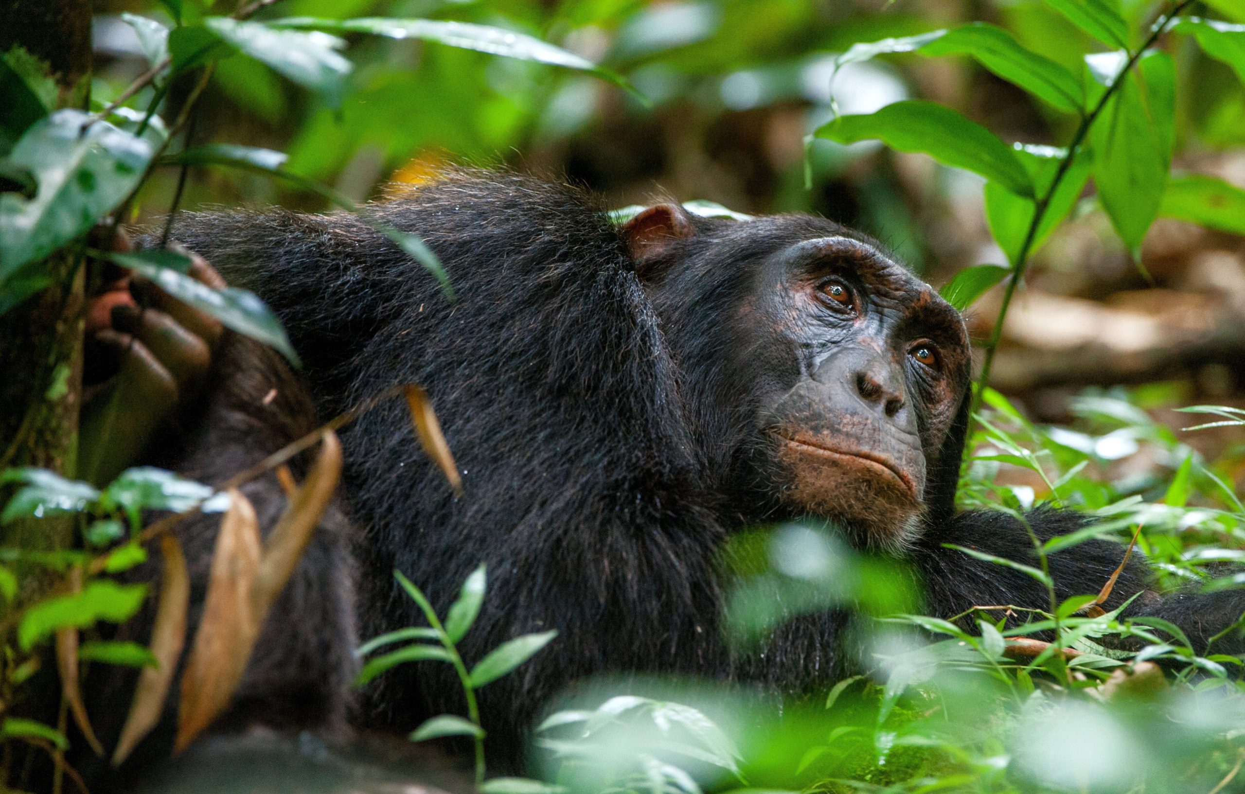 Do I Need to Be Fit for Chimpanzee Tracking in Uganda?