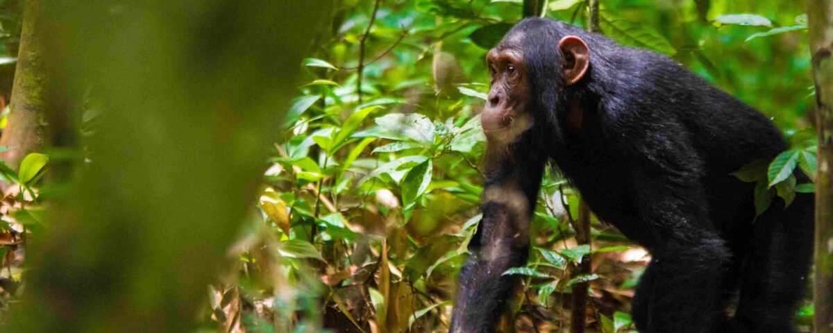 How Long Does Chimpanzee Tracking Take?