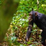 How Long Does Chimpanzee Tracking Take?