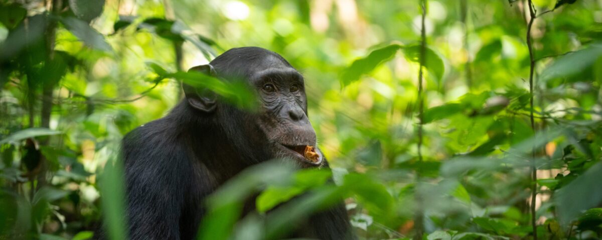 How Do I Prepare for Chimpanzee Tracking in Uganda?