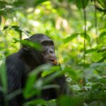 How Do I Prepare for Chimpanzee Tracking in Uganda?