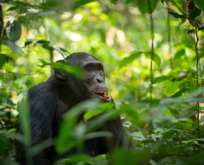How Do I Prepare for Chimpanzee Tracking in Uganda?