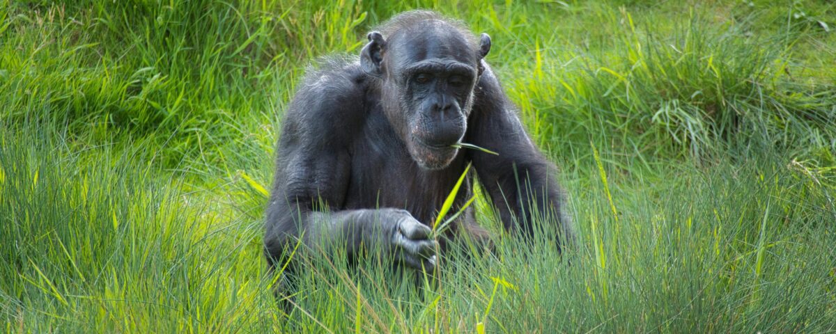Do I Need a Permit for Chimpanzee Tracking in Uganda?