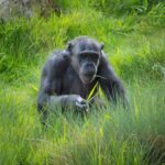 Do I Need a Permit for Chimpanzee Tracking in Uganda?