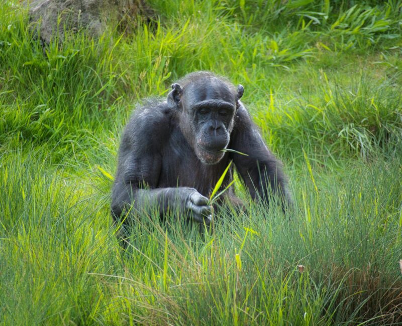 Do I Need a Permit for Chimpanzee Tracking in Uganda?