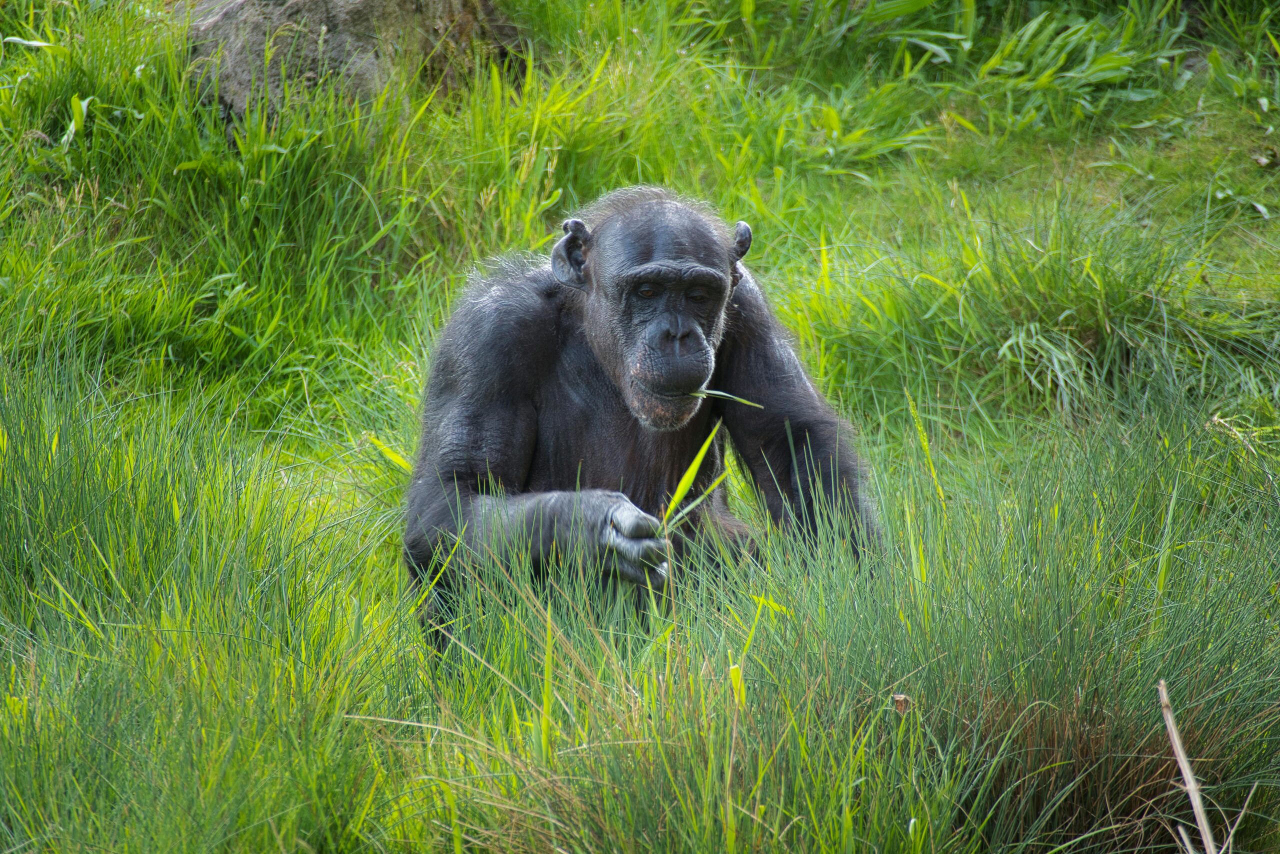 Do I Need a Permit for Chimpanzee Tracking in Uganda?