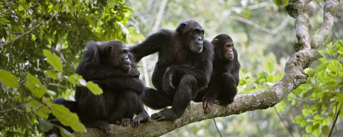 Can I Track Chimpanzees in Uganda in One Day?