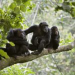 Can I Track Chimpanzees in Uganda in One Day?