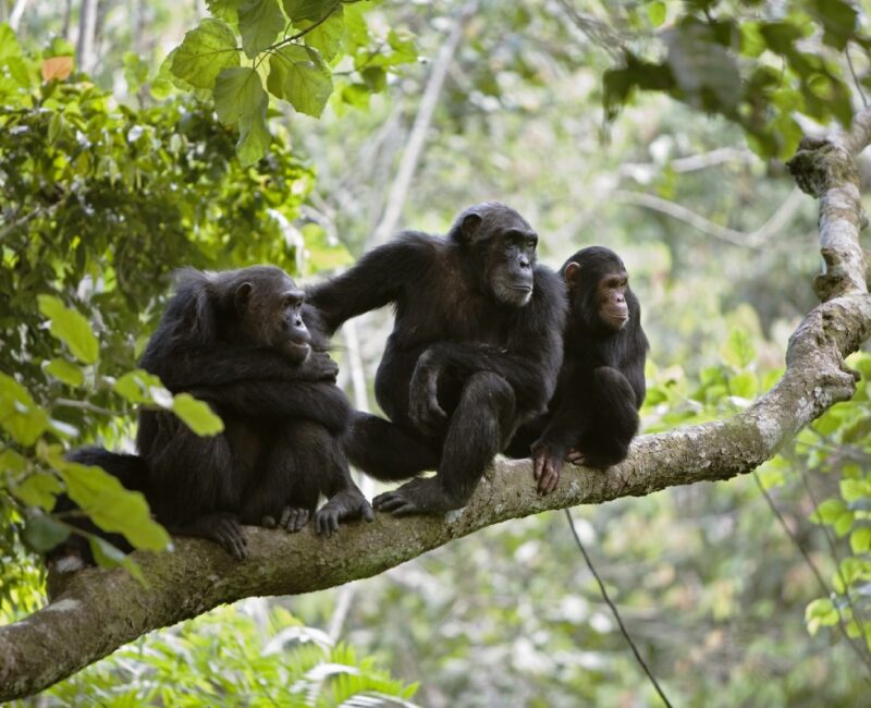 Can I Track Chimpanzees in Uganda in One Day?