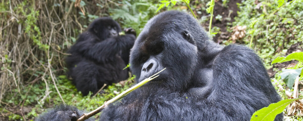 Are Chimpanzee Tracking Permits Refundable?