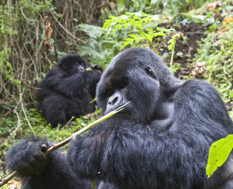 Are Chimpanzee Tracking Permits Refundable?