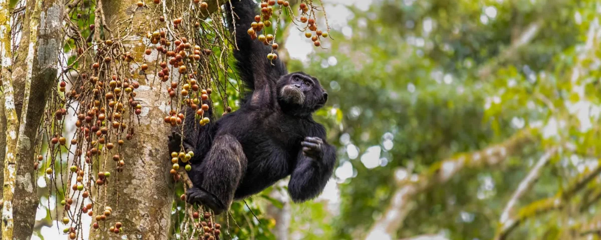 Do Chimpanzees in Uganda Live in the Wild or Semi-Captive Areas?