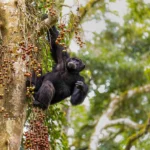 Do Chimpanzees in Uganda Live in the Wild or Semi-Captive Areas?