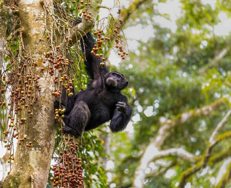 Do Chimpanzees in Uganda Live in the Wild or Semi-Captive Areas?