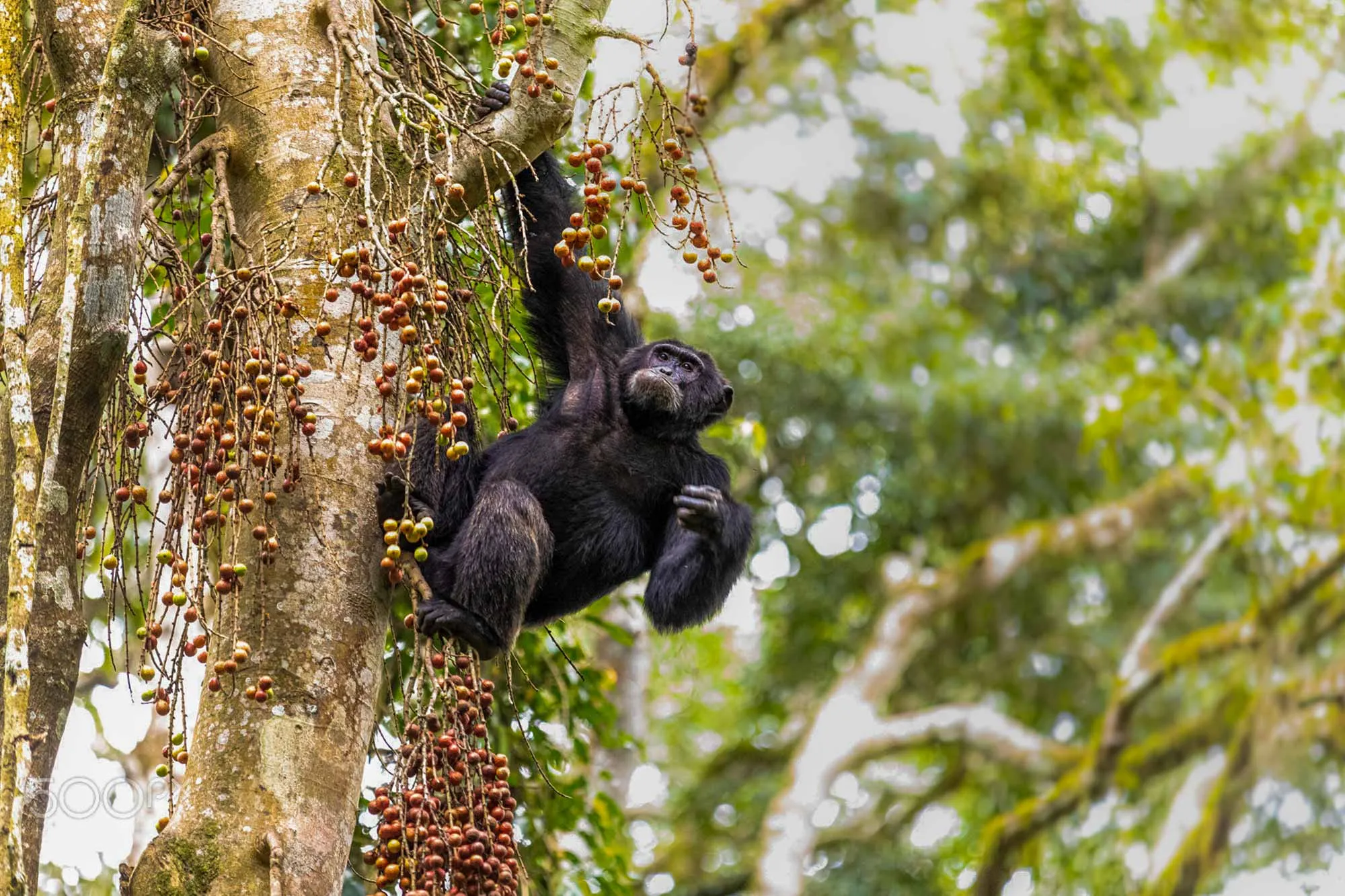 Do Chimpanzees in Uganda Live in the Wild or Semi-Captive Areas?