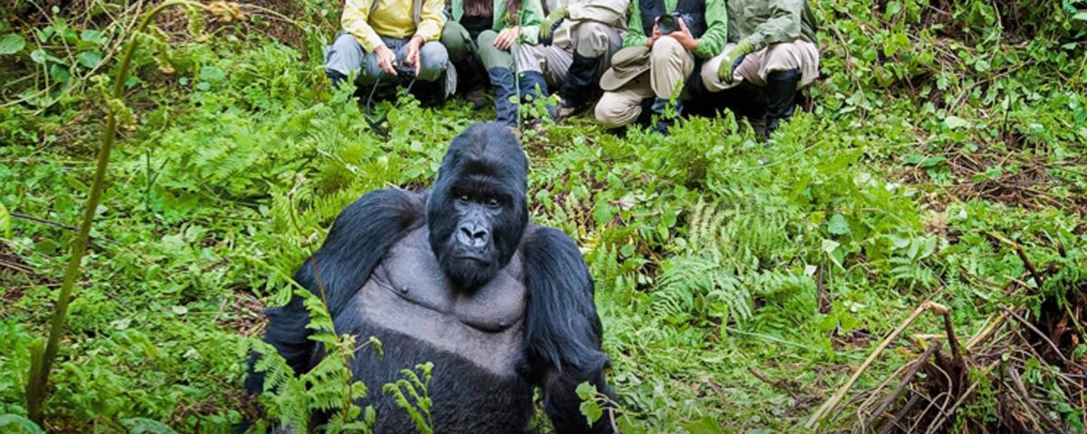 Can I Combine Chimpanzee Tracking with Gorilla Trekking in Uganda?