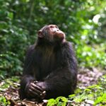 Can I Do Chimpanzee Tracking in Kyambura Gorge?