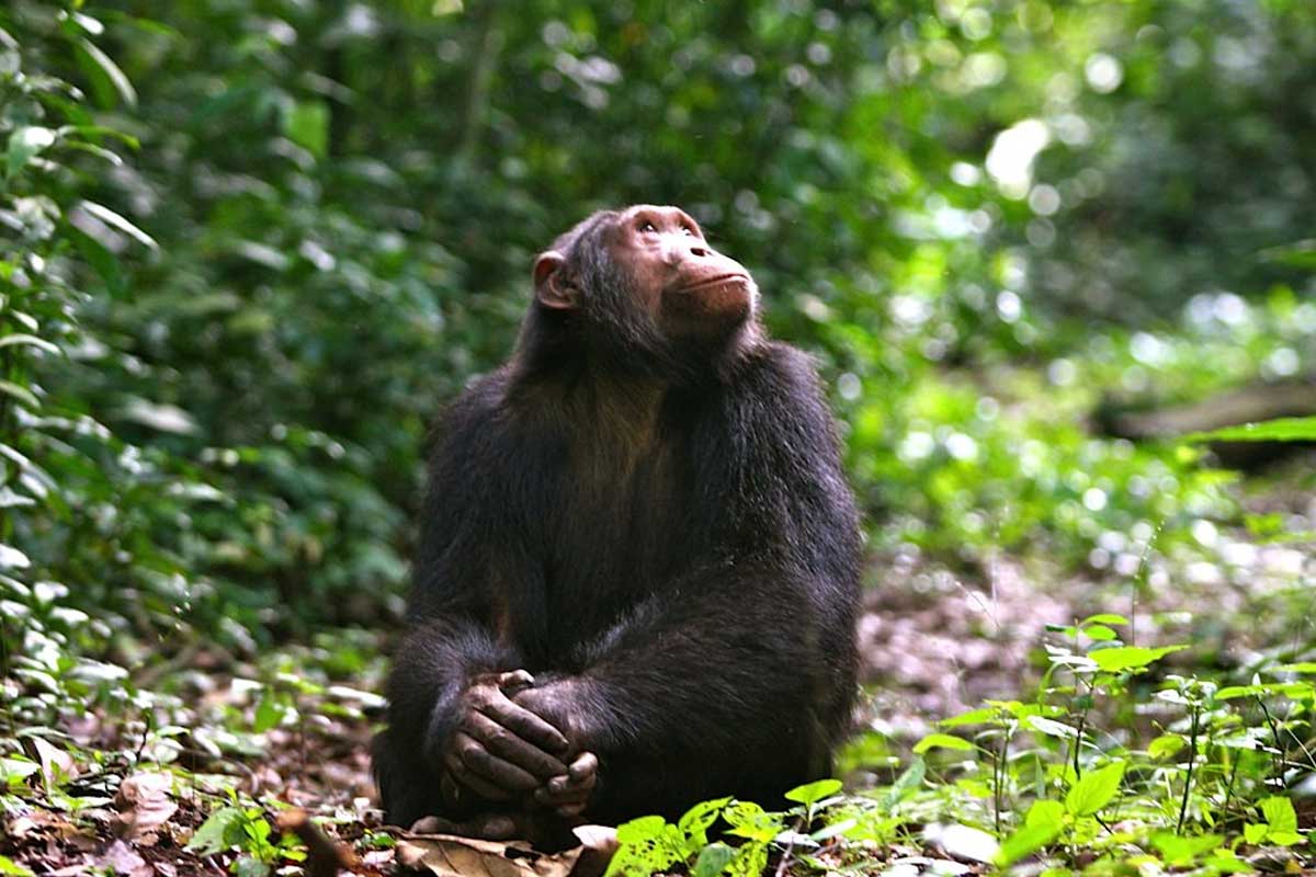 Can I Do Chimpanzee Tracking in Kyambura Gorge?