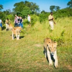 Can I See Predators Like Lions or Leopards on a Walking Safari?