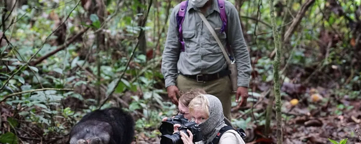 Are Professional Guides Available for Chimpanzee Tracking?