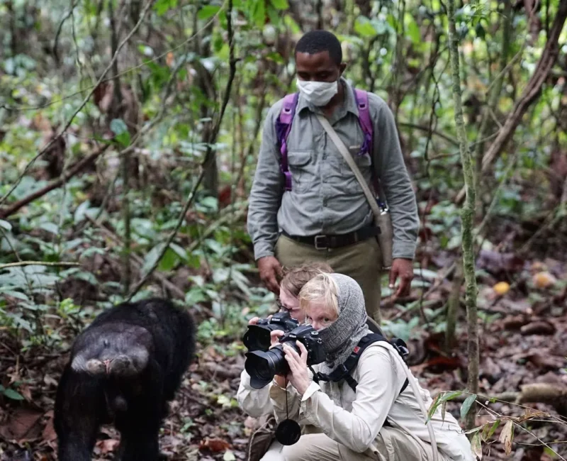 Are Professional Guides Available for Chimpanzee Tracking?