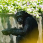Where Can I Track Chimpanzees in Uganda?