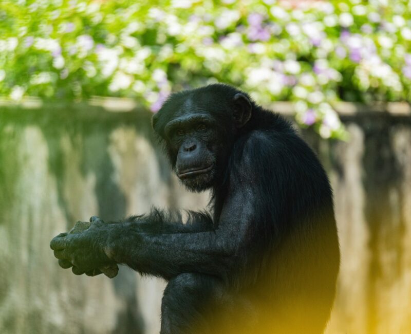 Where Can I Track Chimpanzees in Uganda?