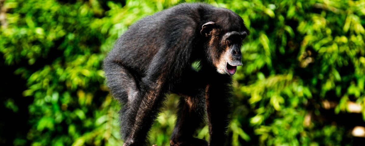 Are There Chances of Not Finding Chimpanzees During Tracking?
