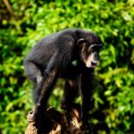 Are There Chances of Not Finding Chimpanzees During Tracking?
