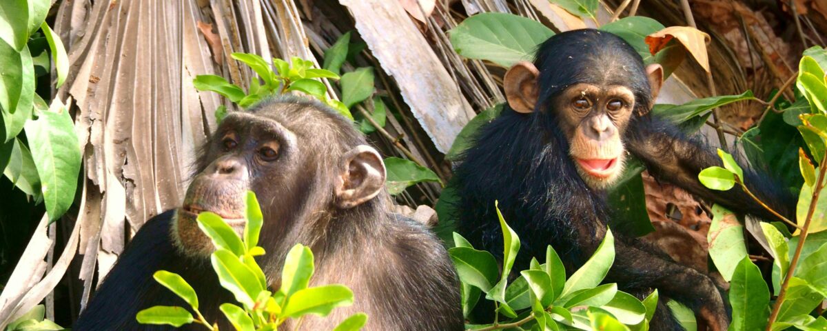 Are Night Chimpanzee Treks Available in Uganda?