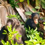 Are Night Chimpanzee Treks Available in Uganda?