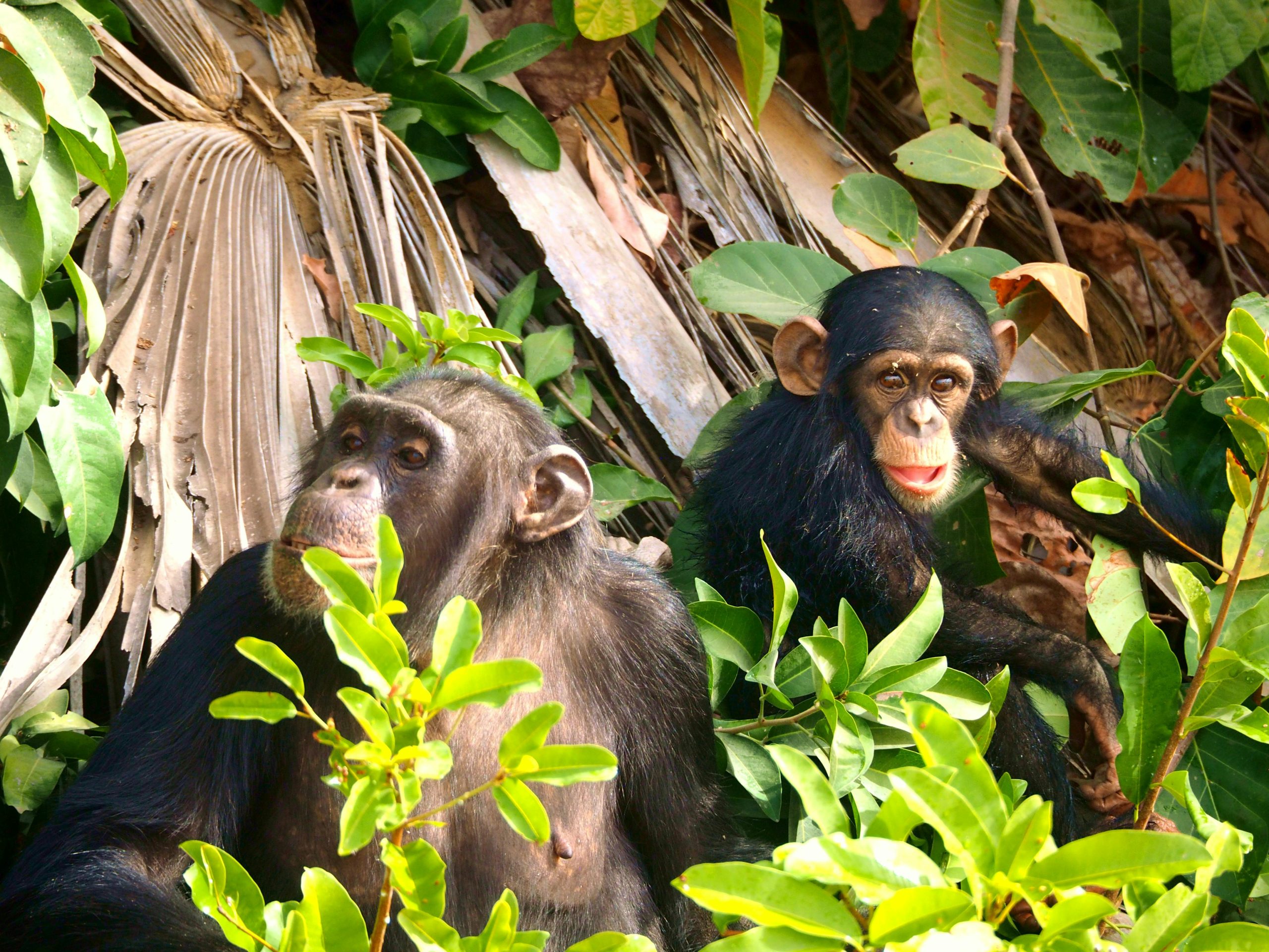 Are Night Chimpanzee Treks Available in Uganda?