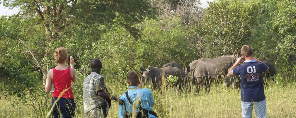 Are Walking Safaris Available in Ziwa Rhino Sanctuary?
