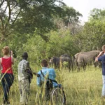 Are Walking Safaris Available in Ziwa Rhino Sanctuary?