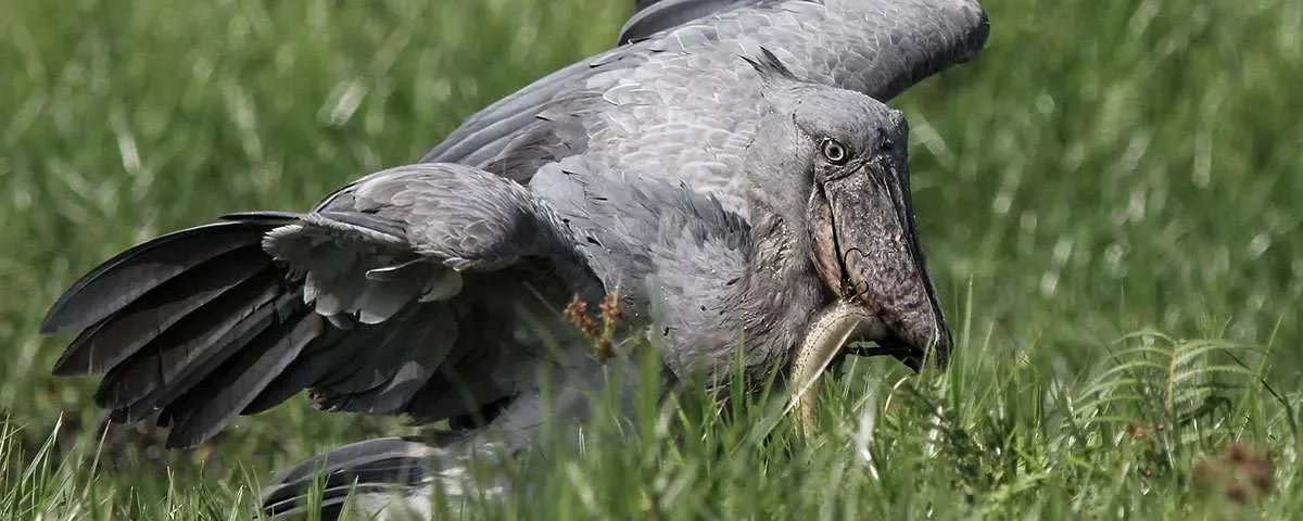 Can I See the Shoebill Stork in Uganda?