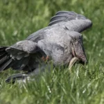 Can I See the Shoebill Stork in Uganda?