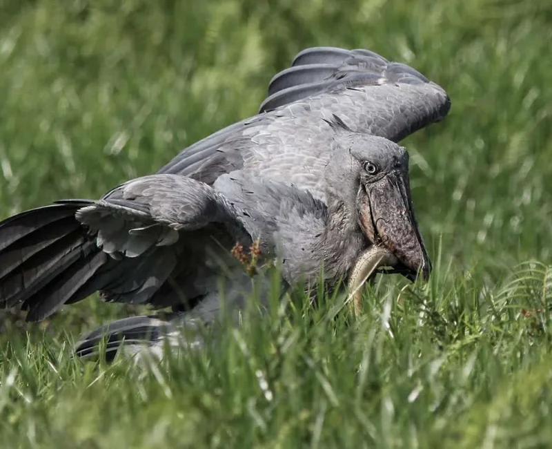 Can I See the Shoebill Stork in Uganda?