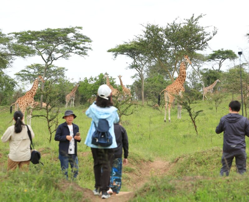 Are Children Allowed on Walking Safaris in Uganda?