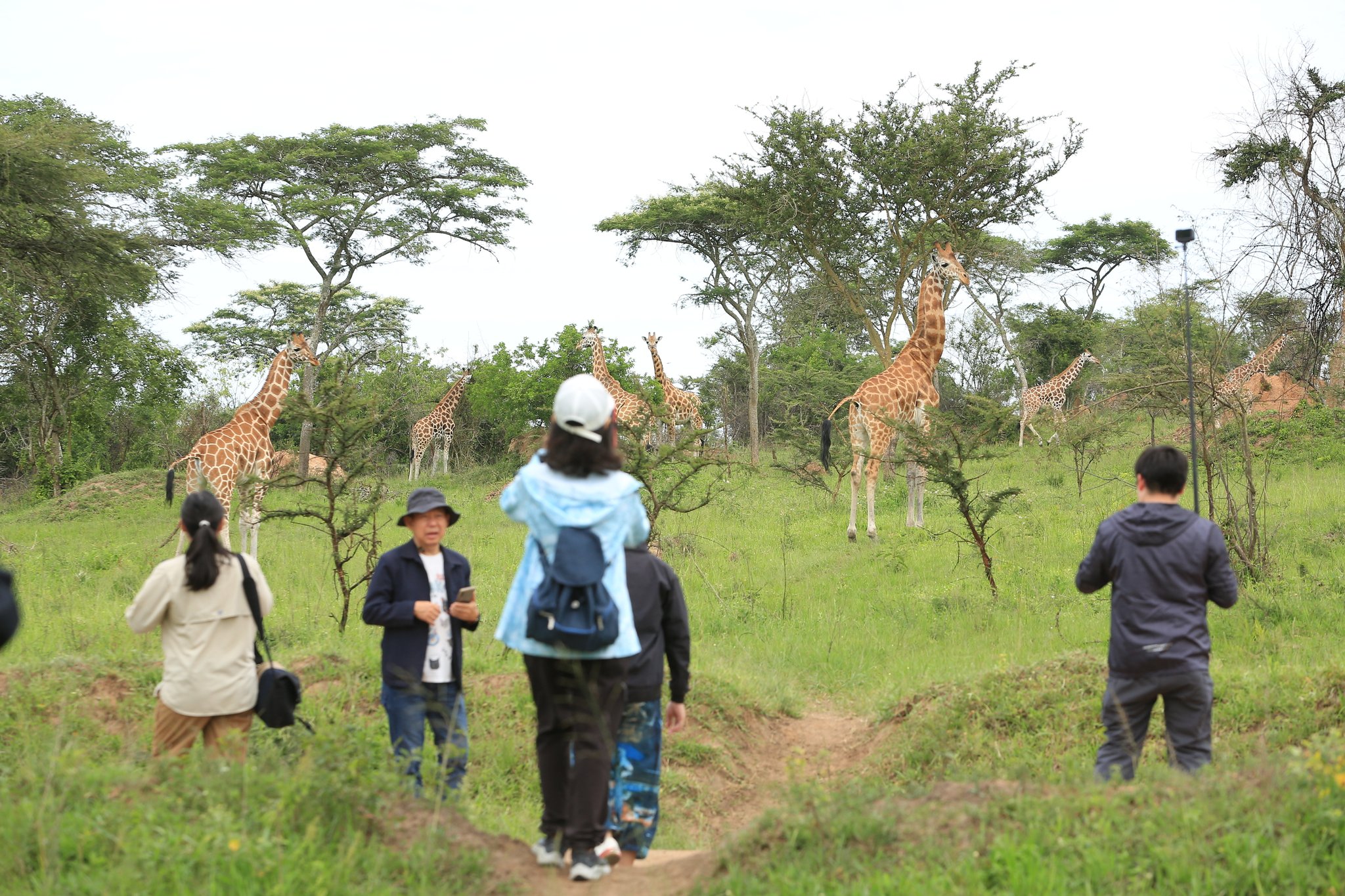 Are Children Allowed on Walking Safaris in Uganda?