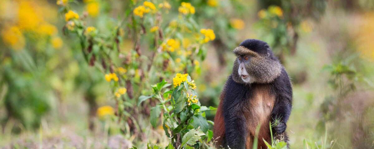 Can Golden Monkey Tracking Be Combined With Gorilla Trekking?