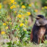 Can Golden Monkey Tracking Be Combined With Gorilla Trekking?