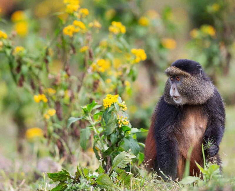 Can Golden Monkey Tracking Be Combined With Gorilla Trekking?