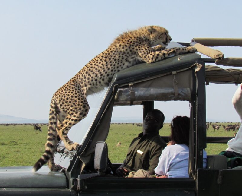 Are Guides Included in Wildlife Safari Packages?