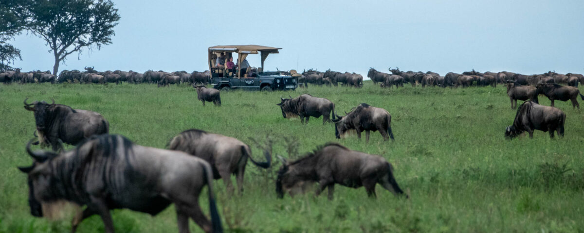 Are Night Game Drives Offered During the Migration Season?