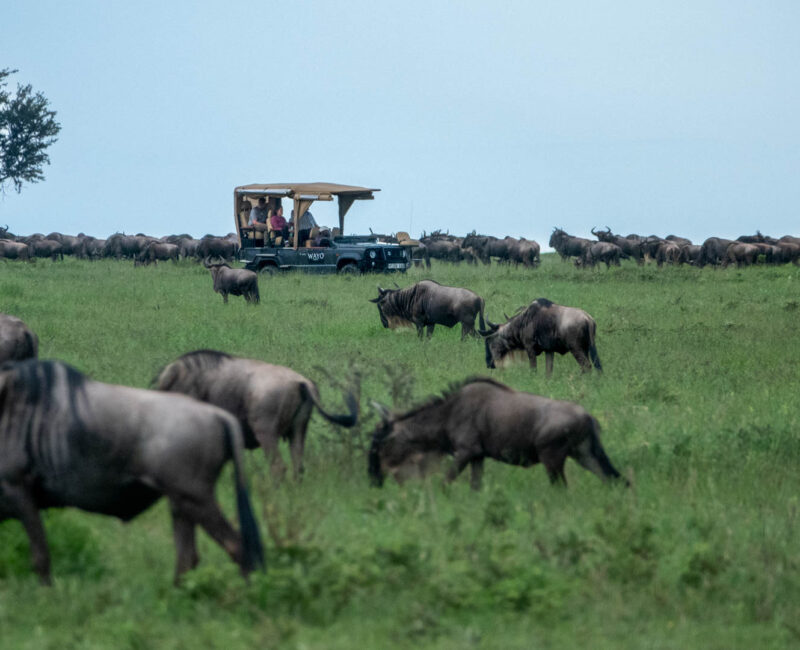 Are Night Game Drives Offered During the Migration Season?
