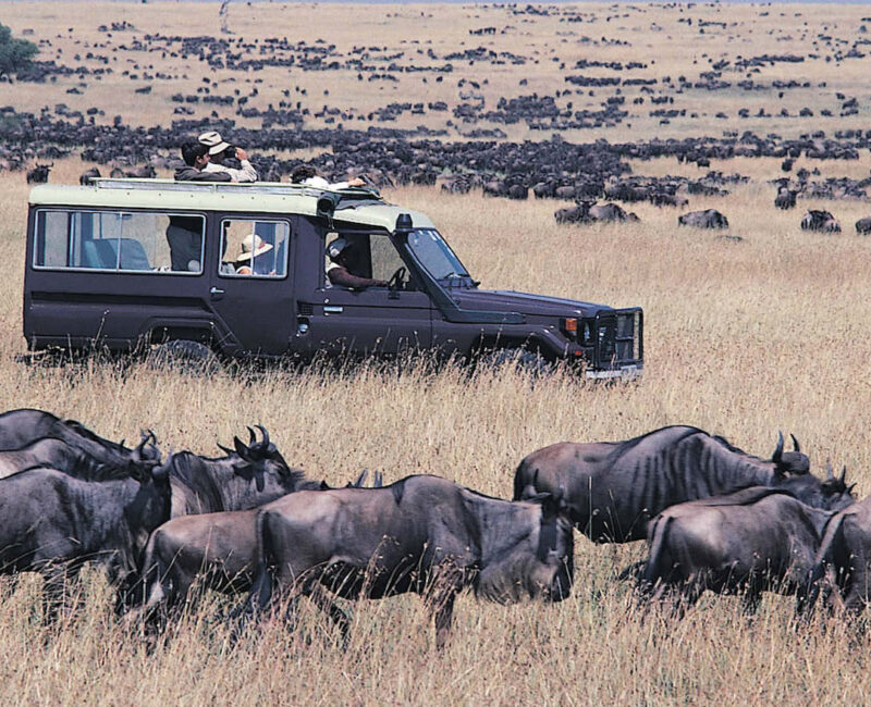 Are There Luxury Safari Options for the Great Migration?