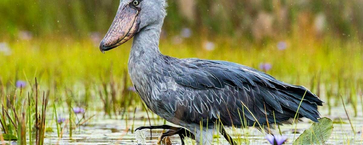 Is Mabamba Swamp Good for Birding?