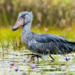 Is Mabamba Swamp Good for Birding?