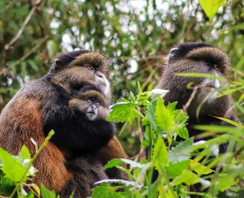 Can Children Participate in Golden Monkey Tracking Safaris?
